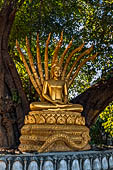 Luang Prabang, Laos. Wat Aham, banyan trees in the temple grounds believed to house the guardian spirits of the city. 